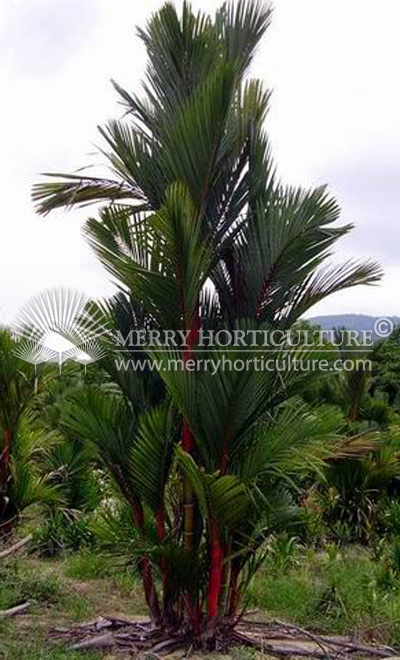 Cyrtostachys renda (Lipstick palm)